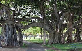 Vata Vriksha - Banyan Tree